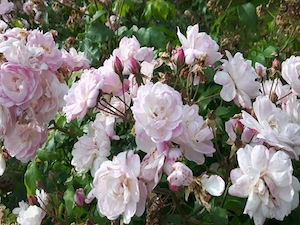 Historisk ros 'Blush Noisette'